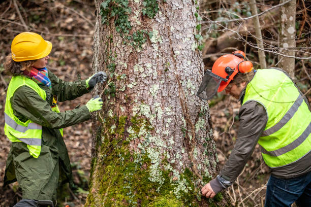 Best Tree and Shrub Care  in Friars Point, MS