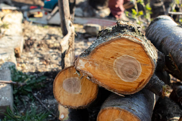 Best Stump Grinding and Removal  in Friars Point, MS