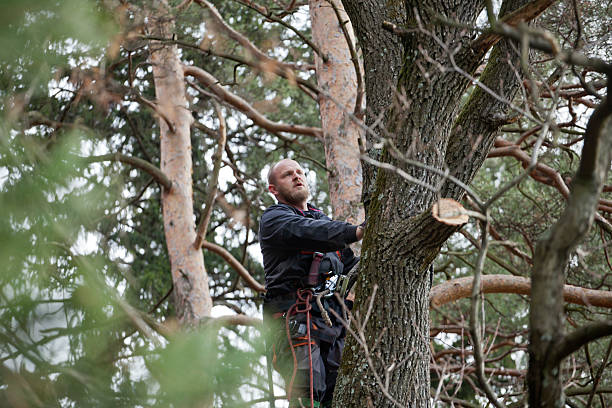 How Our Tree Care Process Works  in  Friars Point, MS