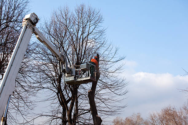 Best Stump Grinding and Removal  in Friars Point, MS