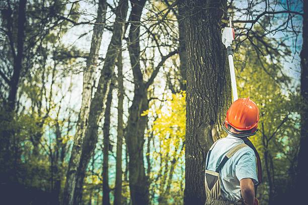 Best Emergency Tree Removal  in Friars Point, MS